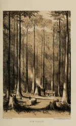 Gum Forest, akwarela Roberta Elwesa (1819-1878), bogatego młodego brytyjskiego dżentelmena z Norfolk